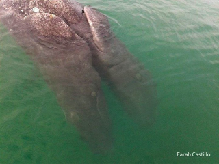 Illustration for article titled Conjoined Gray Whales Discovered in Baja California Lagoon
